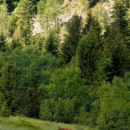 медовий двір